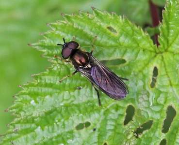 Platycheirus rosarum, hoverfly, male, Alan Prowse